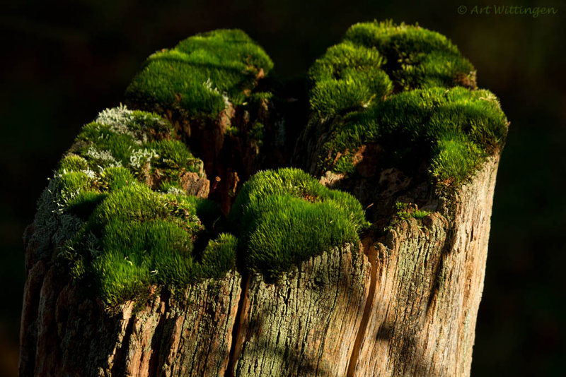 Stronk / Stump