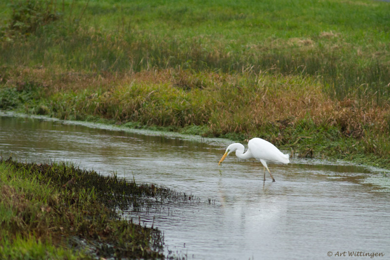 Egretta Alba / Grote Zilverreiger / Great White Heron