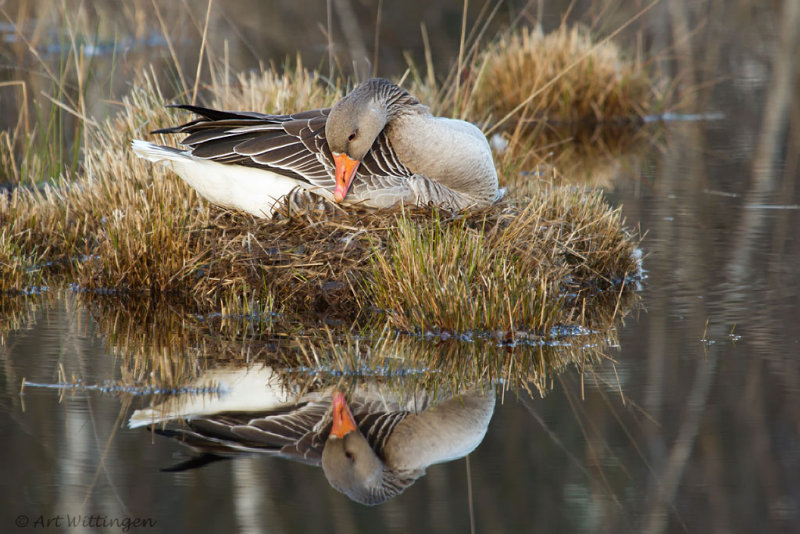 Anser anser / Grauwe gans / Greylag Goose