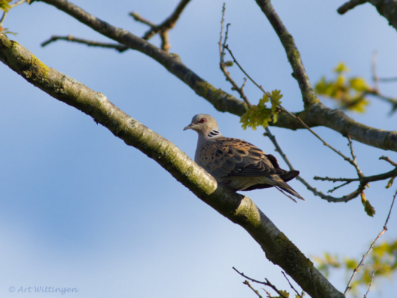 Streptopelia turtur / Zomertortel / European turtle dove