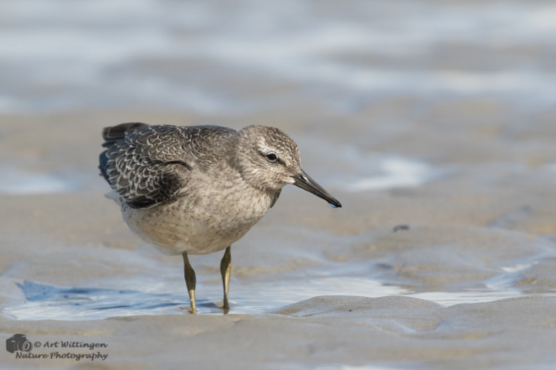Calidris Canutus / Kanoet / Red knot