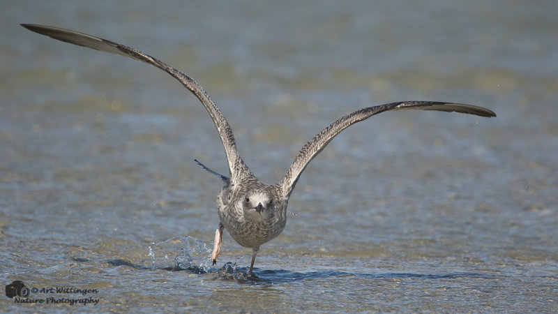 Larus Argentatus / Zilvermeeuw / European Herring Gull