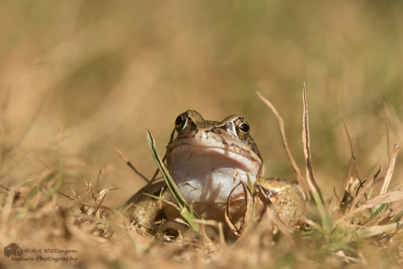 Rana arvalis / Heikikker / Moor Frog