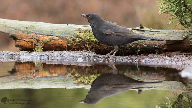 Turdus Merula / Merel / Common Blackbird