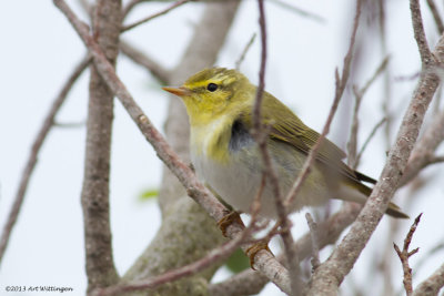 Phylloscopus sibilatrix / Fluiter / Wood warbler