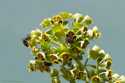 Wolfsmelk / Euphorbia