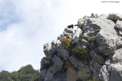 Mollorcaanse Wilde Geit / Balearctic Wild Goat