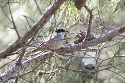 Sylvia melanocephala / Kleine Zwartkop / Sardinian warbler