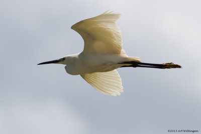 Egretta garzetta / Kleine Zilverreiger / Little Egret