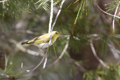 Phylloscopus sibilatrix / Fluiter / Wood warbler