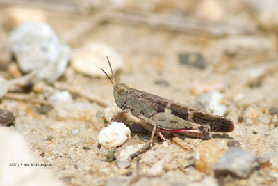 Oedipoda germanica / Roodvleugelsprinkhaan / Red-winged grasshopper
