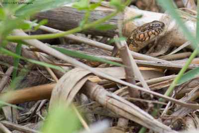 Natrix Maura  / Adderringslang / Viperine Snake