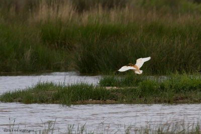 Ralreiger / Squacco Heron