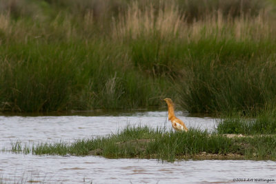 Ardeola ralloides / Ralreiger / Squacco Heron