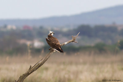 Pandion haliaetus / Visarend / Osprey