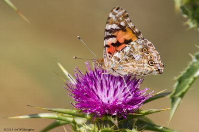 Vanessa cardui / Distelvlinder / Painted Lady