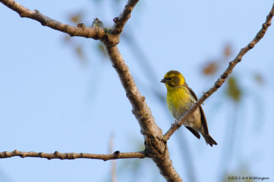 Europese Kanarie / European Serin