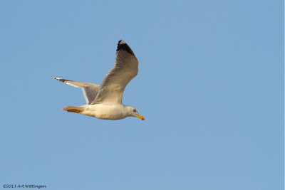 Larus michahellis / Geelpootmeeuw /  Yellow-Legged Gull