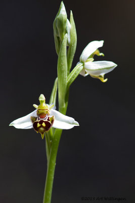 Ophrys apifera