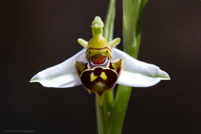 Ophrys apifera