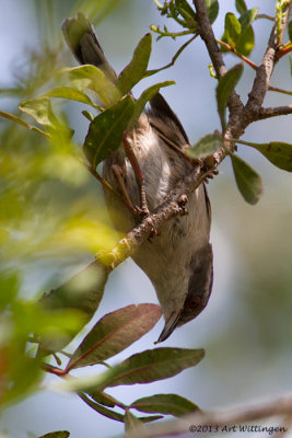 Sylvia melanocephala / Kleine Zwartkop / Sardinian warbler
