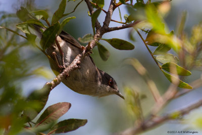 Sylvia melanocephala / Kleine Zwartkop / Sardinian warbler