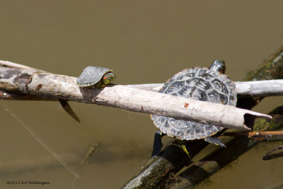 Trachemys scripta elegans / Roodwangschilpad / Red-eared slider