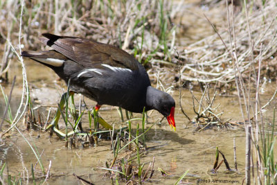 Gallinula chloropus / Waterhoen / Moorhen