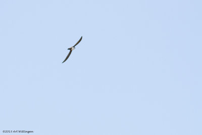 Apus melba / Alpengierzwaluw / Alpine swift