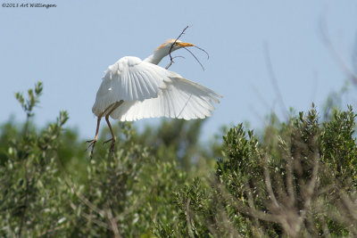 Ardeola ibis / Koereiger / Cattle egret 