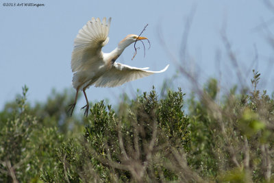 Ardeola ibis / Koereiger / Cattle egret 