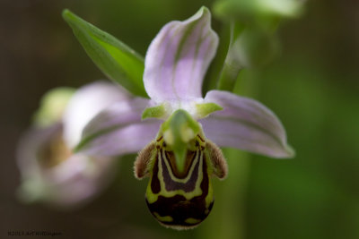 Ophrys apifera var. aurita
