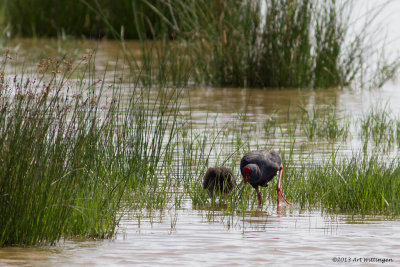 Porphyrio porphyrio / Purperkoet / Purple Swamp-hen