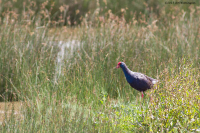 Porphyrio porphyrio / Purperkoet / Purple Swamp-hen