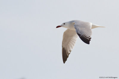 Larus audouinii / Audouins Meeuw / Audouin's Gull