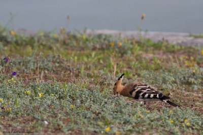 Upupa Epops / Hop / Eurasian Hoopoe