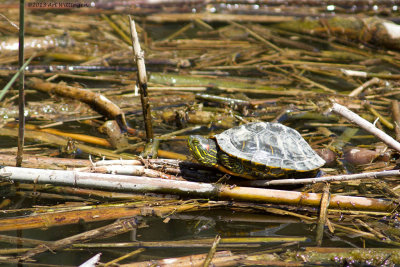 Trachemys scripta elegans / Roodwangschilpad / Red-eared slider