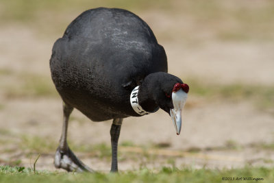 Fulica Cristata / Knobbelmeerkoet / Red-knobbed Coot