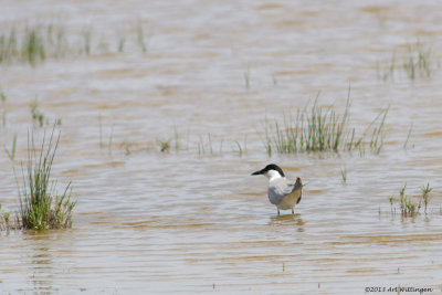 Gelochelidon nilotica / Lachstern / Gull-billed tern