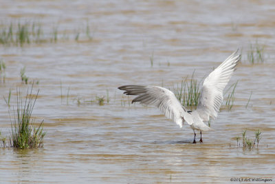 Gelochelidon nilotica / Lachstern / Gull-billed tern