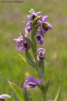 ophrys apifera var. apifera