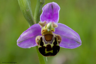 ophrys apifera var. apifera