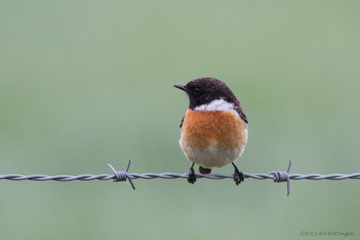 Saxicola Rubicola / Roodborsttapuit / European Stonechat