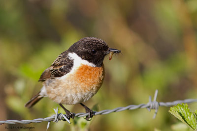 Saxicola Rubicola / Roodborsttapuit / European Stonechat