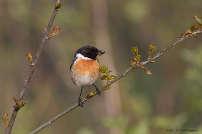 Roodborsttapuit / European Stonechat