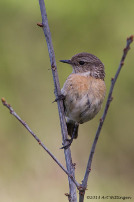 Saxicola Rubicola / Roodborsttapuit / European Stonechat