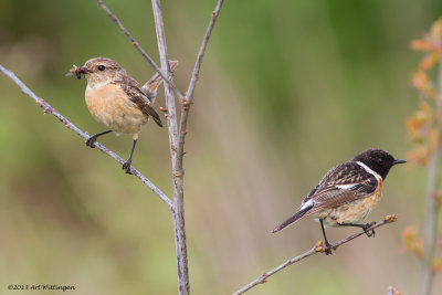 Saxicola Rubicola / Roodborsttapuit / European Stonechat