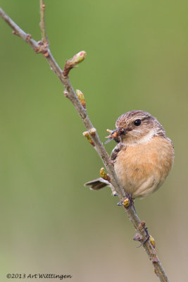 Saxicola Rubicola / Roodborsttapuit / European Stonechat