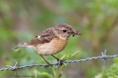 Saxicola Rubicola / Roodborsttapuit / European Stonechat