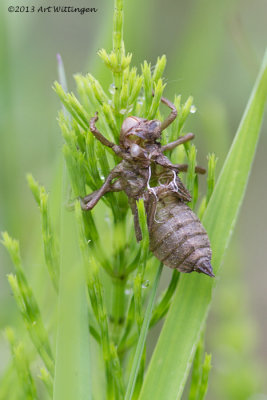 Remnant of the Cocoon of a Dragonfly